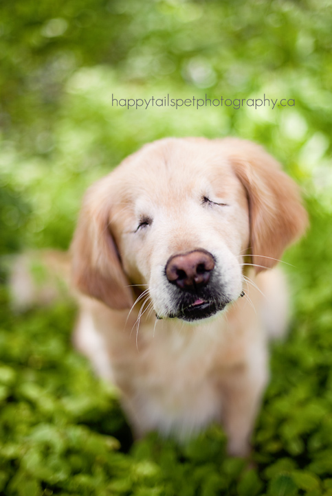 blind golden retriever blind golden retriever smiley burlington pet photographer blind golden retriever blind golden retriever smiley burlington pet photographer