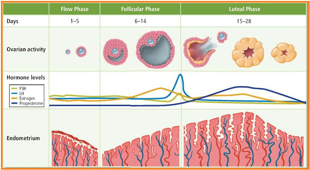 Kusmandanu PROSES MENSTRUASI Kusmandanu PROSES MENSTRUASI