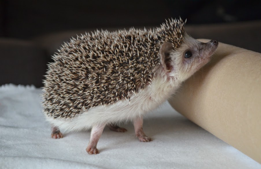 ever so juliet uk lifestyle beauty baking blog my pet hedgehog ever so juliet uk lifestyle beauty baking blog my pet hedgehog