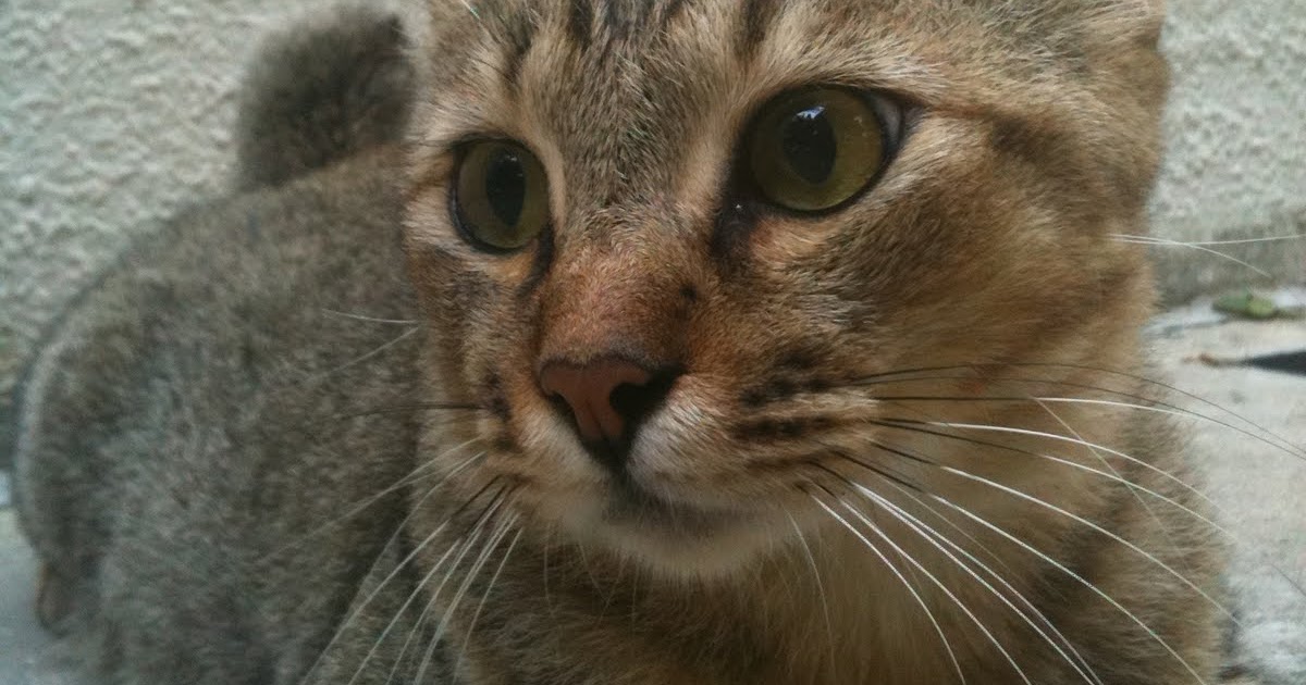 Singapore Community Cats A handsome Agouti Community Cat