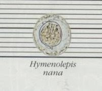 Dwarf Tapeworm