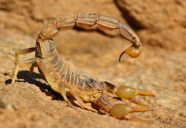 Fauna venenosa en España Buthus+occitanus