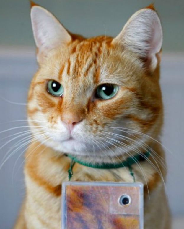 Pet's We Love 3 Most Famous Cats