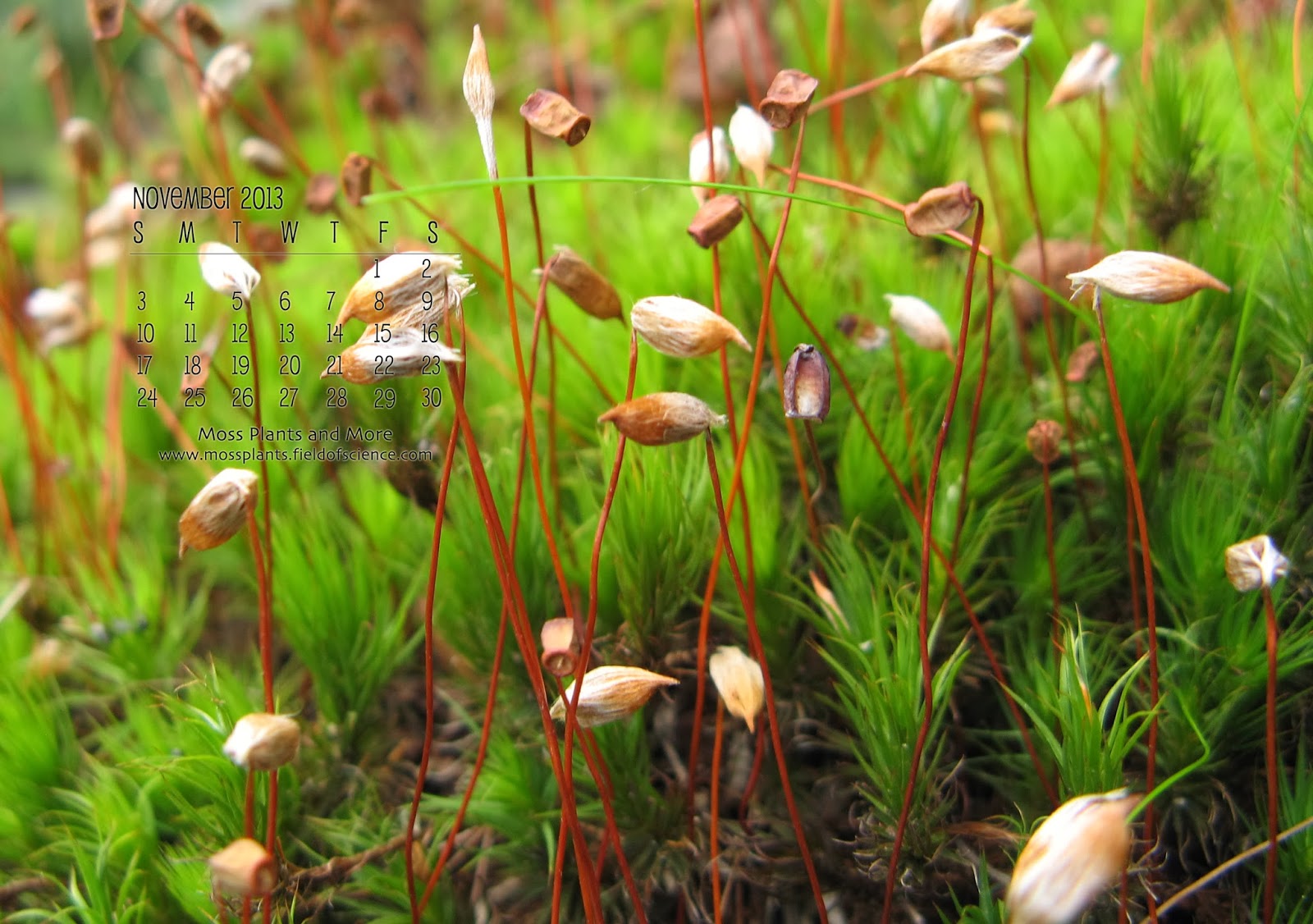 Moss Plants And More 2013