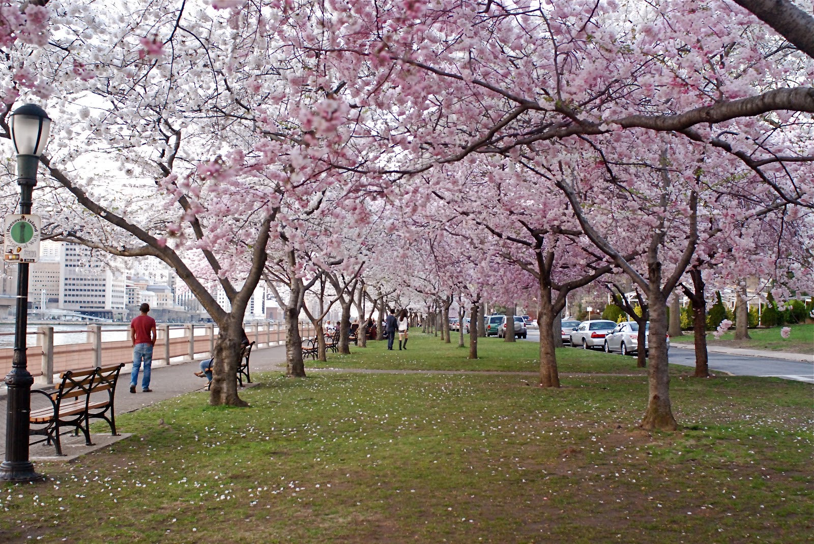 NYC ♥ NYC Cherry Blossoms on Roosevelt Island