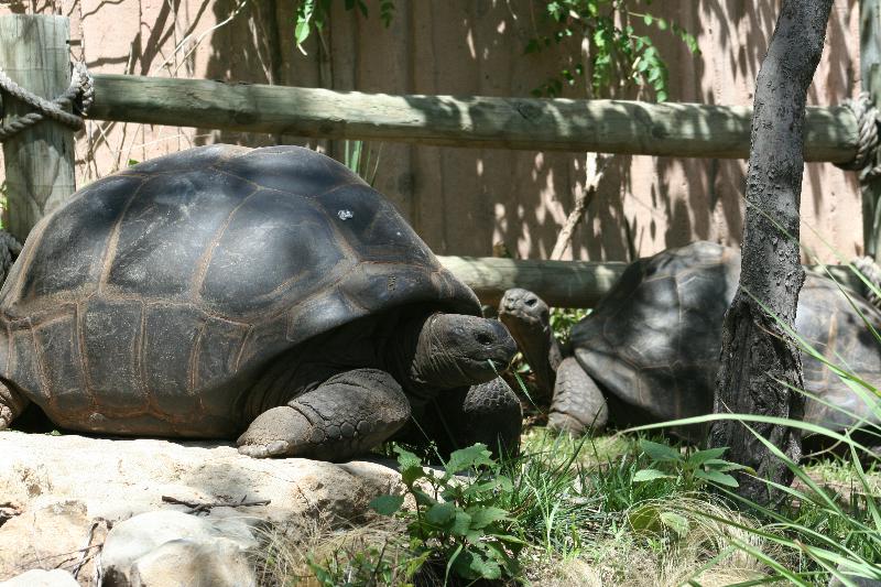 Aldabra Tortoise