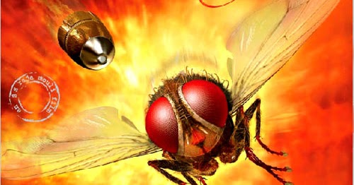 Aare Aare Makkhi Movie Song Free Download ~ MUSIC