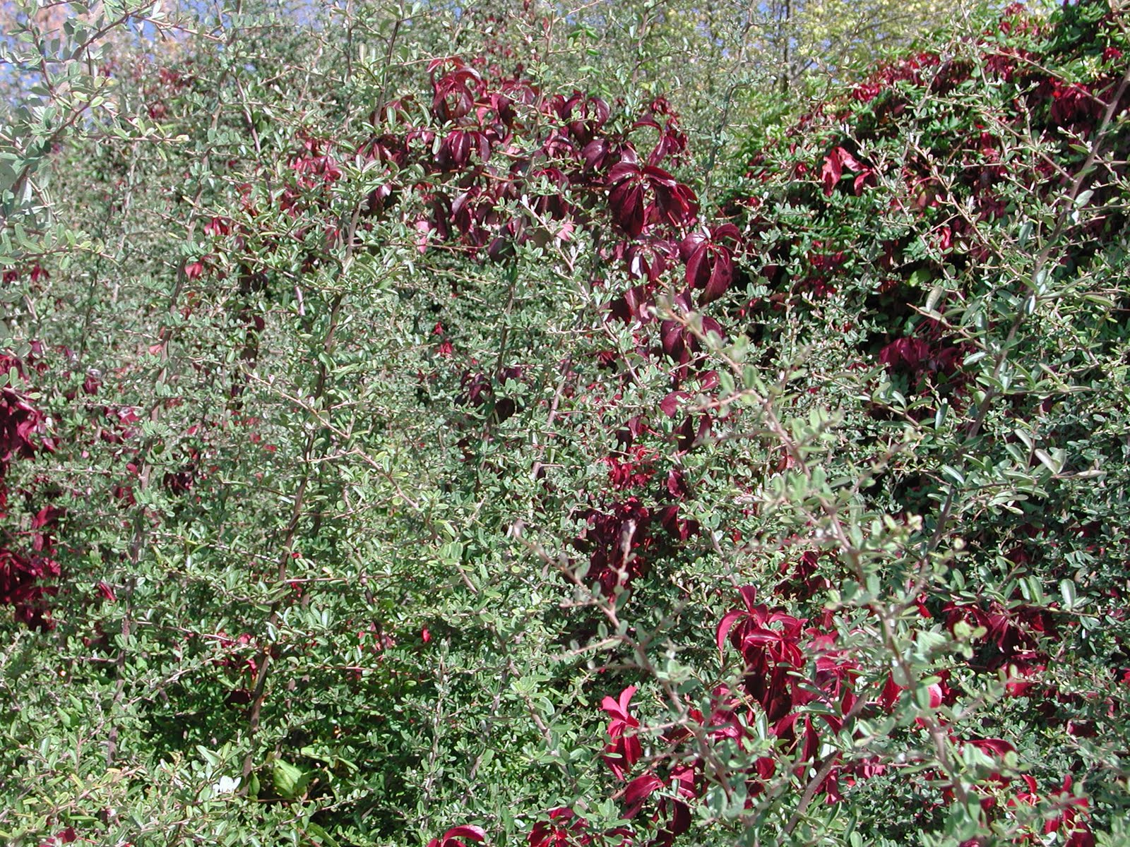 Mis cajas de madera: Dos colores de otoño…por el campo.