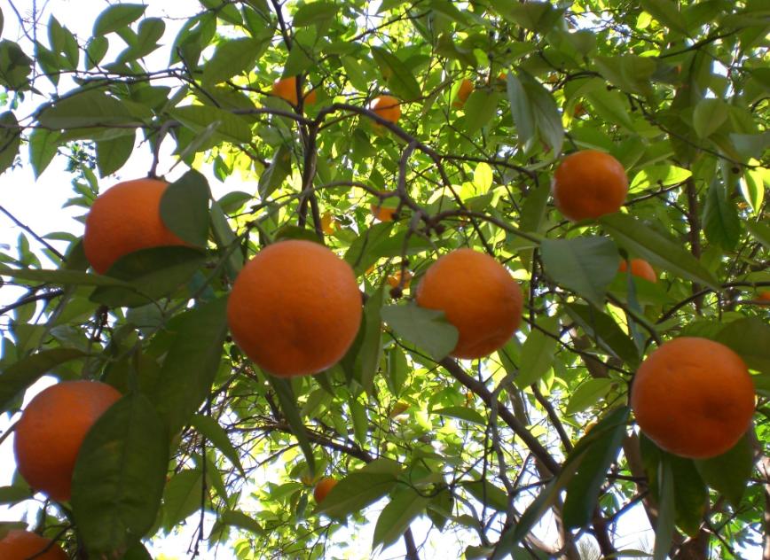 To Pakistan Fruits and Crops