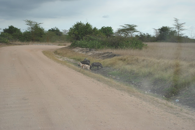 Saadani National Park, Bagamoyo - Tanzania