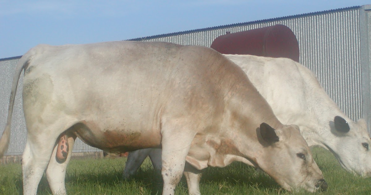 Jimmie’s Blog - British White Cattle & More: British White Calves - A