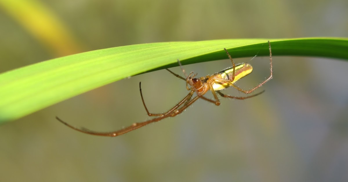 BugBlog A Stretch spider by the pond