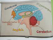 The Amazing Brain!!