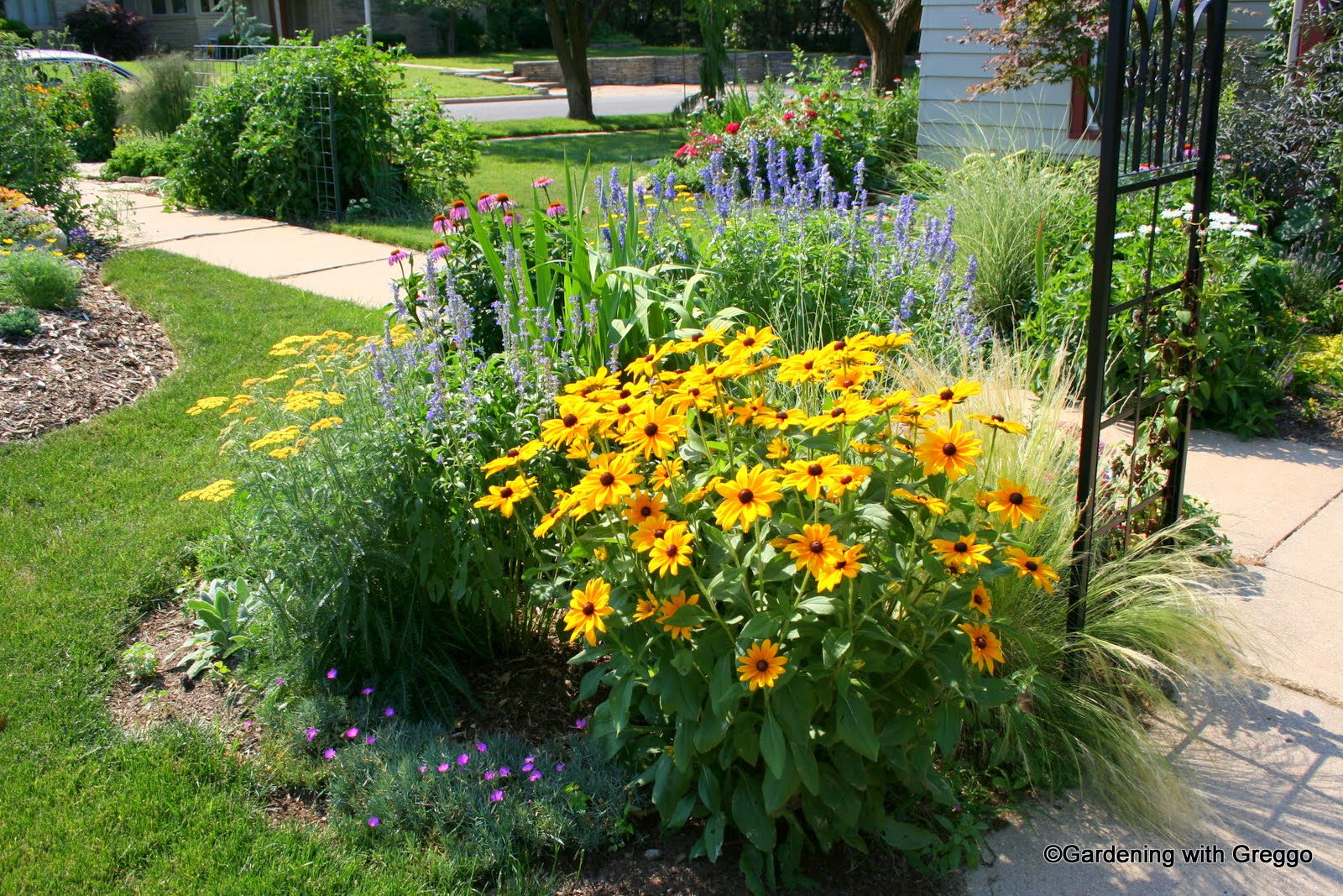 Gardening with Greggo Mellow Yellow Garden Bloggers Bloom Day June