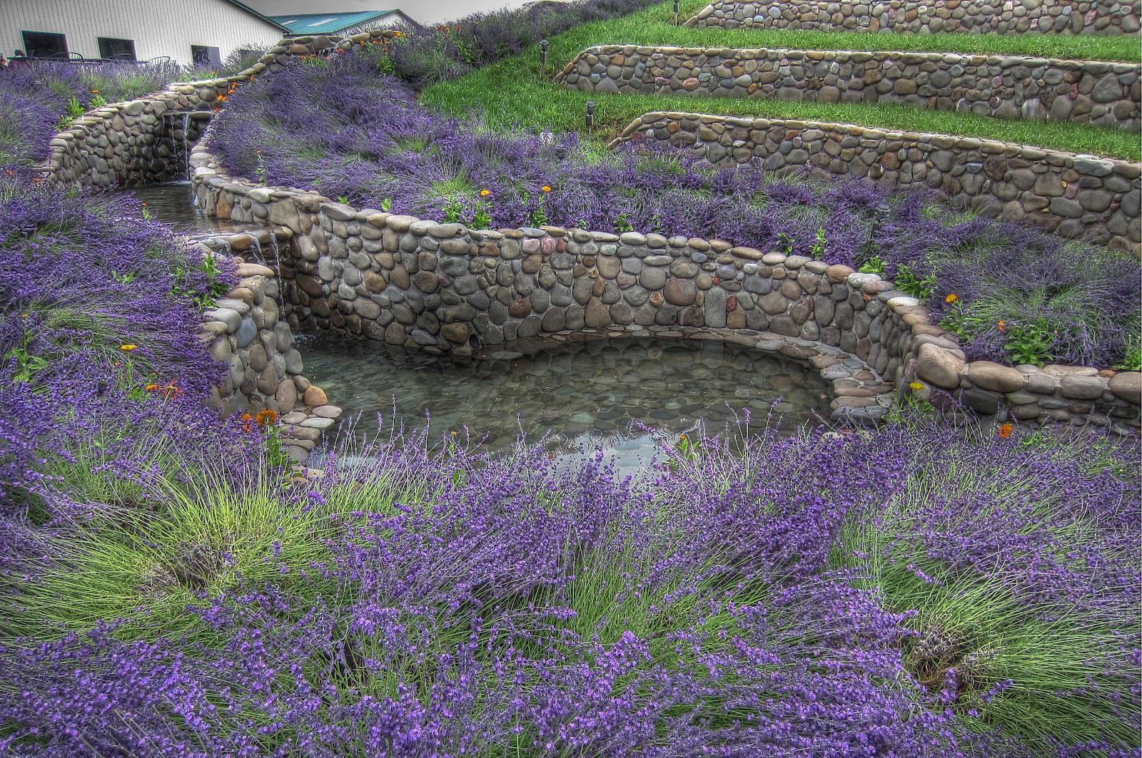 thom zehrfeld photography lavender farms in oregon thom zehrfeld photography lavender farms in oregon