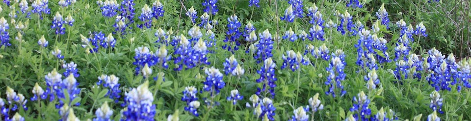 Bluebonnet country