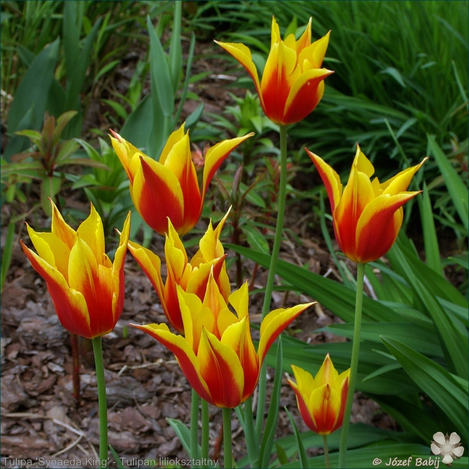 Tulipa 'Synaeda King' - Tulipan liliokształtny