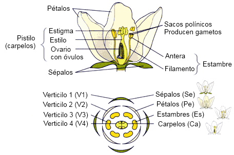ESTRUCTURA Y FUNCION DE LAS FLORES estructura y funcion de las flores: