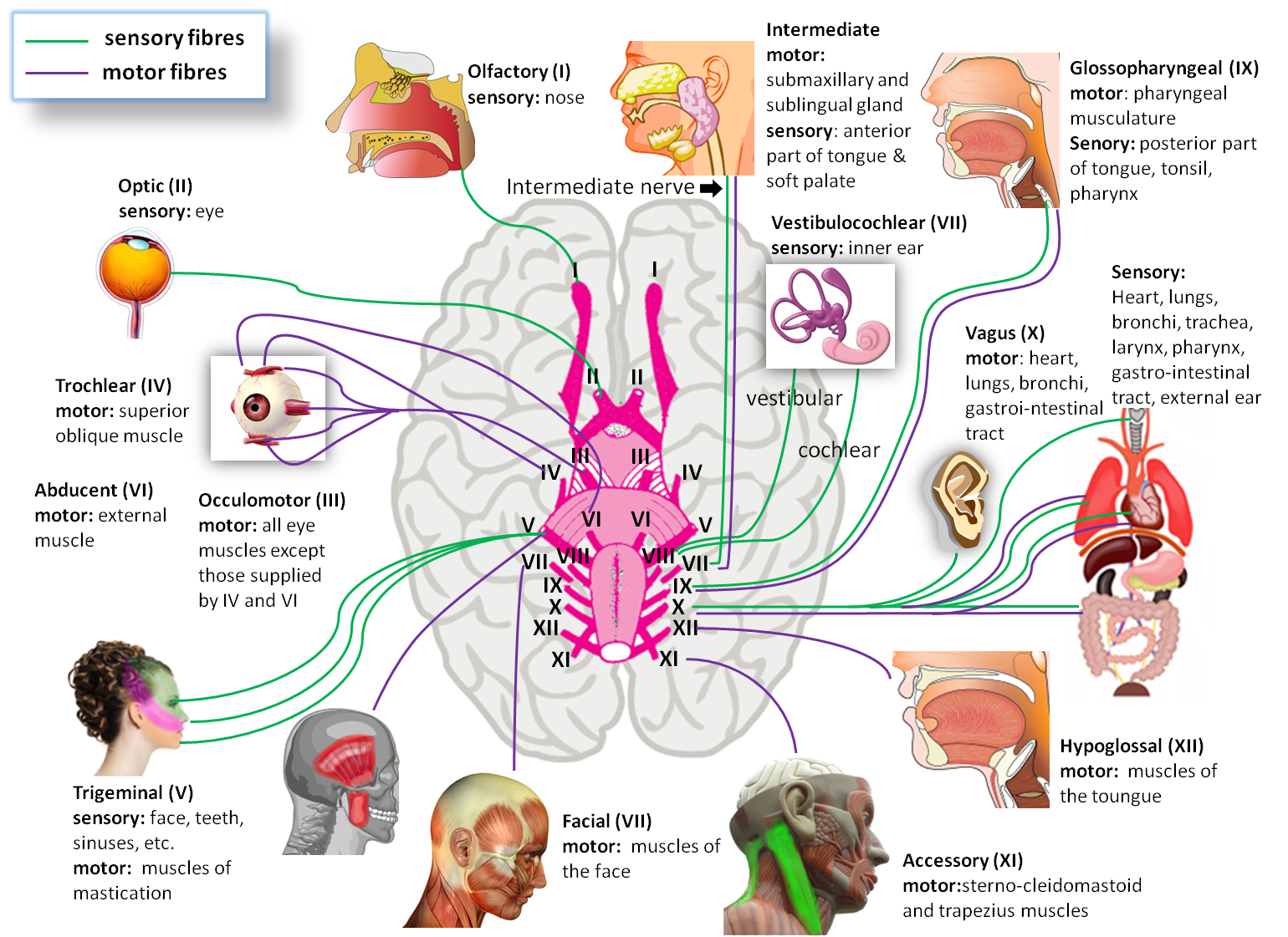 Biology Diagrams Images Pictures Of Human Anatomy And
