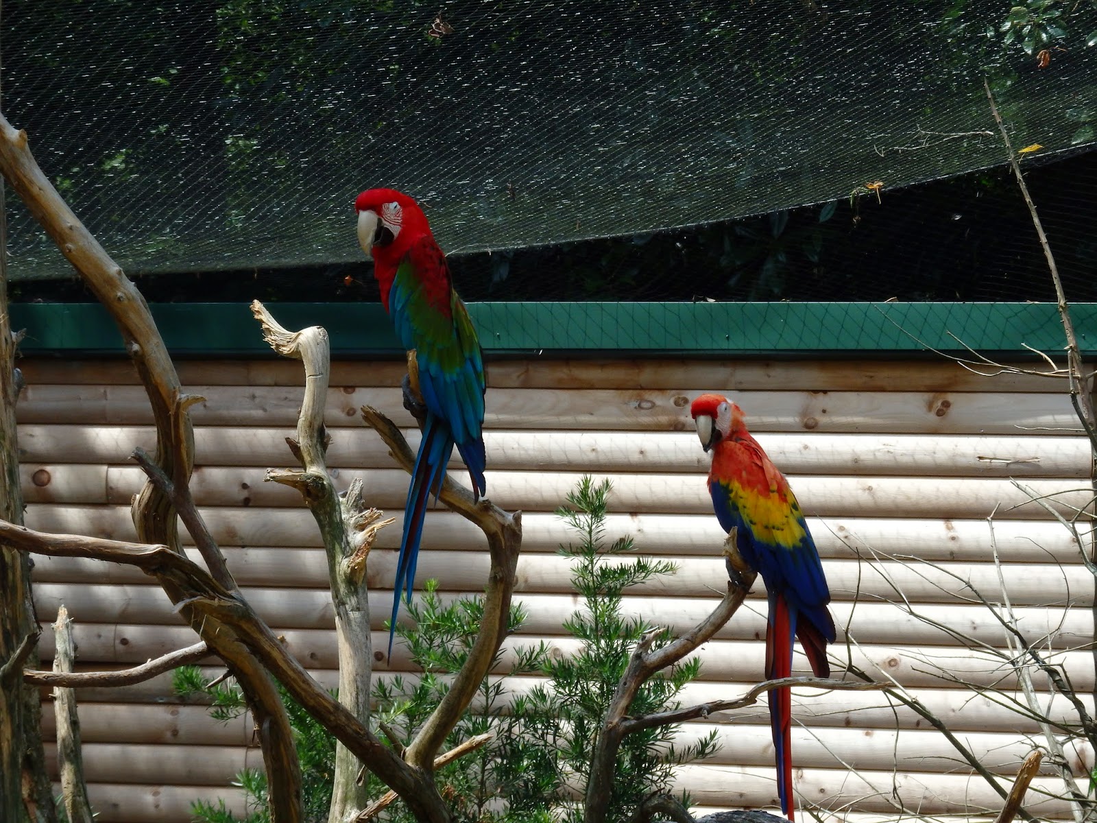 2 On the Road Sylvan Heights Bird Park Scotland Neck, NC