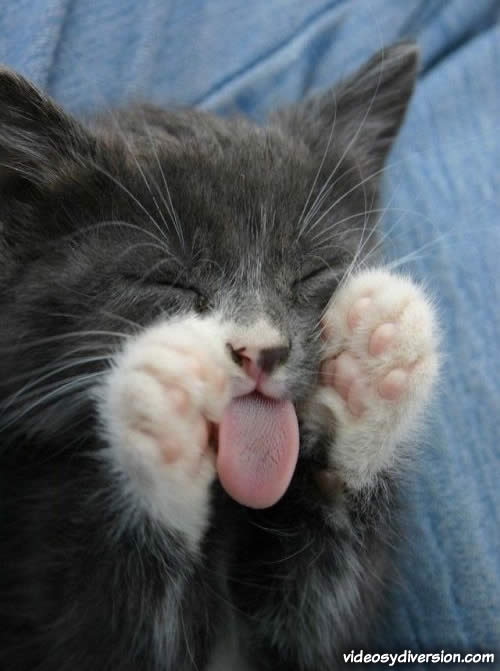 Funny Cats Gatos Tiernos Y Chistosos Gato Lero Lero