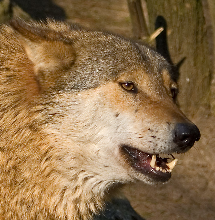 Picture Zoo: Animals World