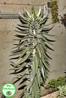 Cultivo de planta suculenta para jardim