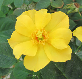 A Guide To Northeastern Gardening