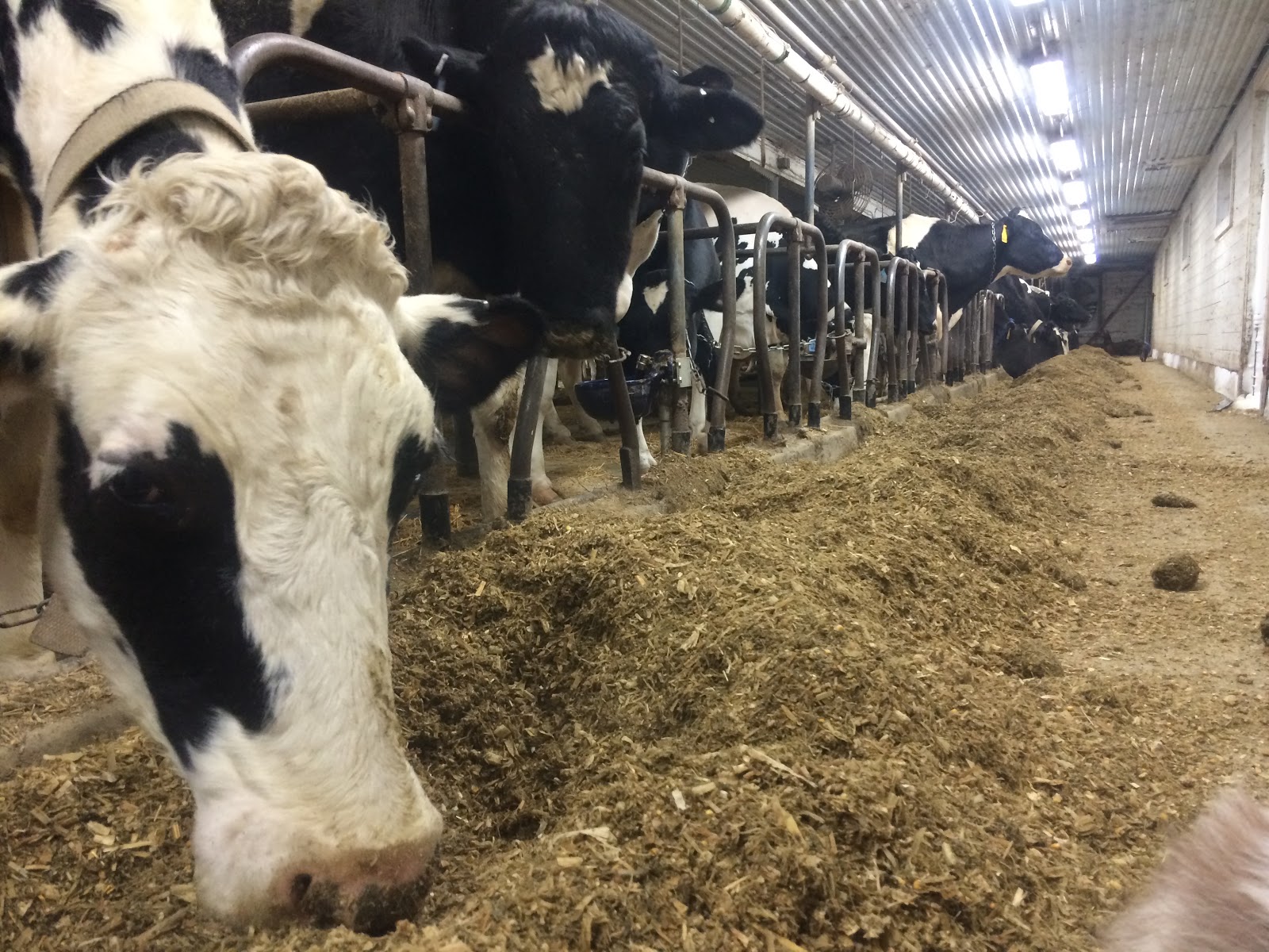 Dairy Good Life Keeping the barn warm