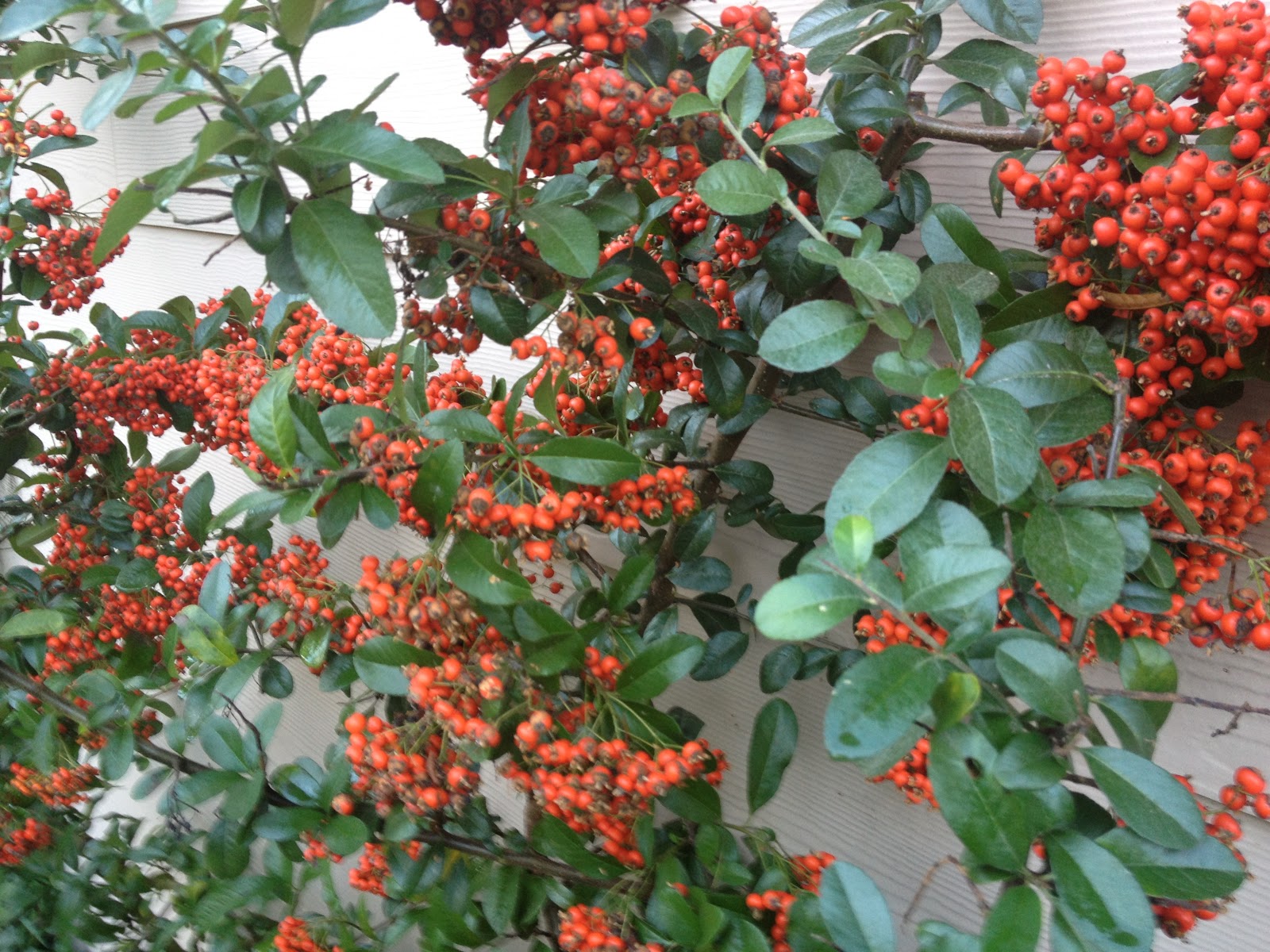Ian Fraser Talking Naturally Red And Green The Colours Of Christmas