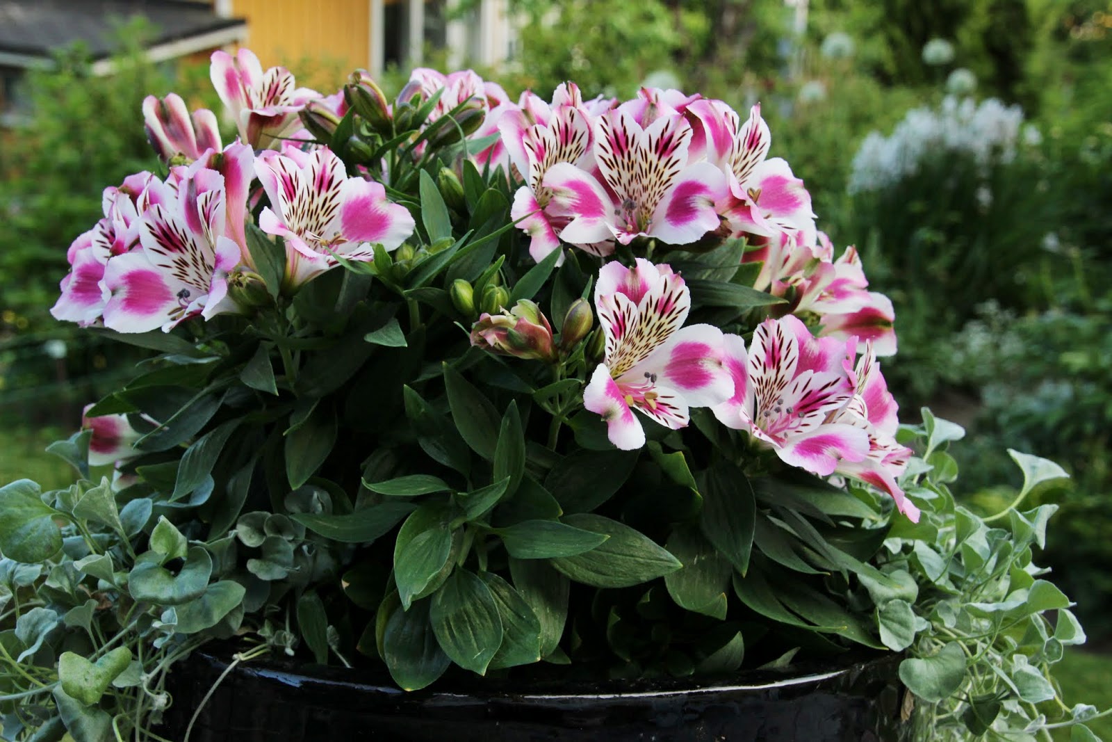 Pieni puutarha Uusia kesäkukkia 2013 inkalilja