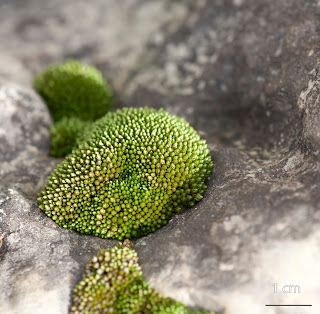Musgo Bryum gemmiparum de la familia Bryaceae en roca caliza