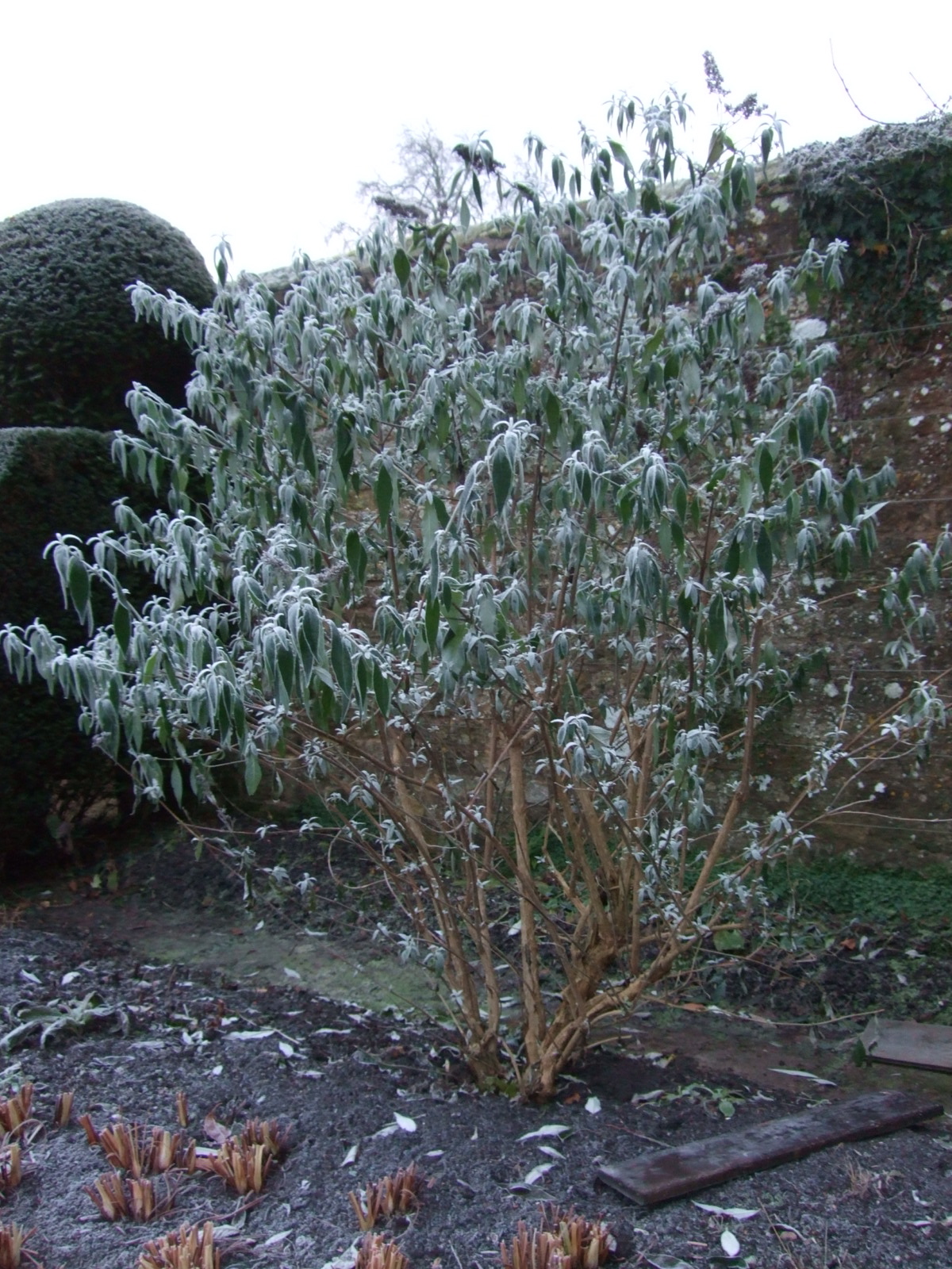 Lonicera Nitida Baggesen S Gold Hedges Trees To Plant