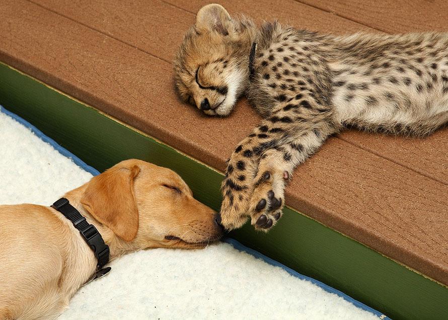 The cheetah and Labrador Friends mdolla