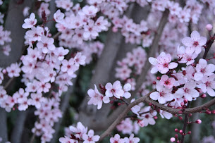 Flores de primavera
