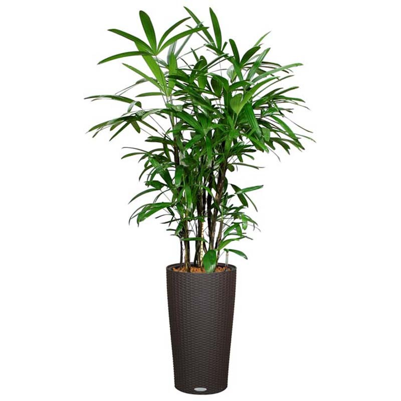 The Palm Experts Palm Trees for Low Light