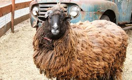 1948 Ford and Bob, (pre haircut!)