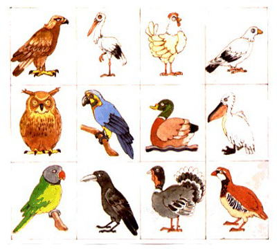 Fotos Animales Mamiferos Aves
