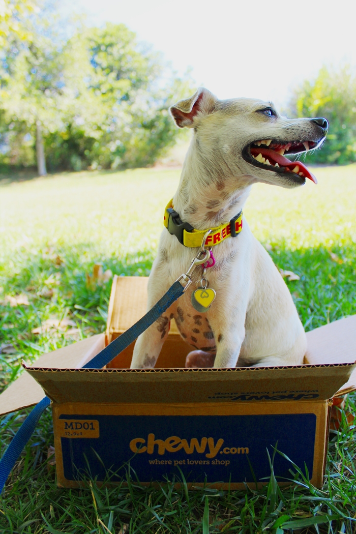 happyhazel What's in the Chewy Box? ))) Who's Grandma Lucy? Chewy