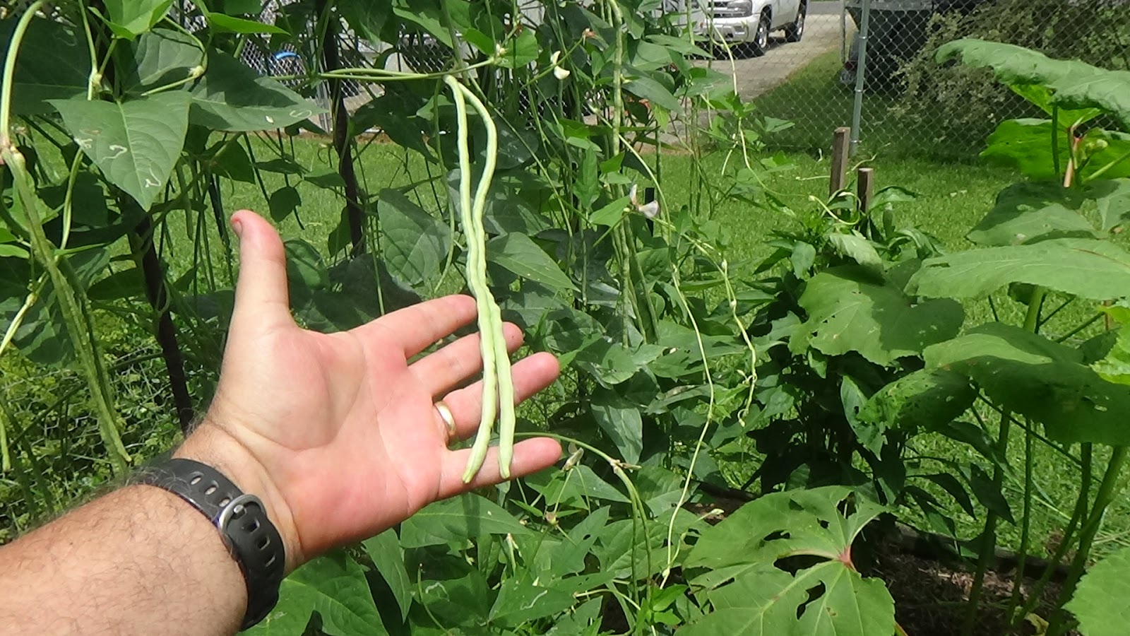 Cappy & Pegody's World Our Yard Long Beans...Seriously.