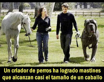 noticia-perros-como-caballos