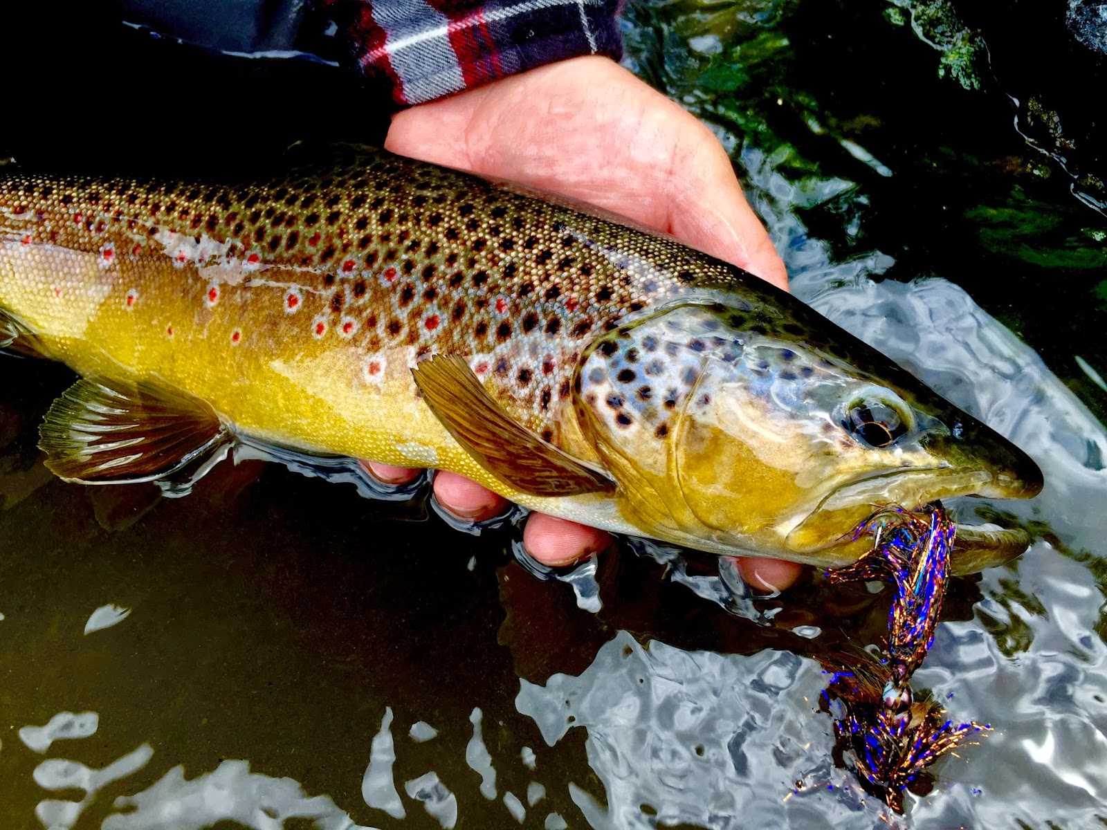 Central Pa Trout Bum