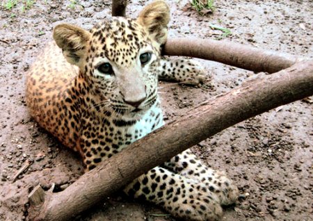 manish home: INDIAN LEOPARD