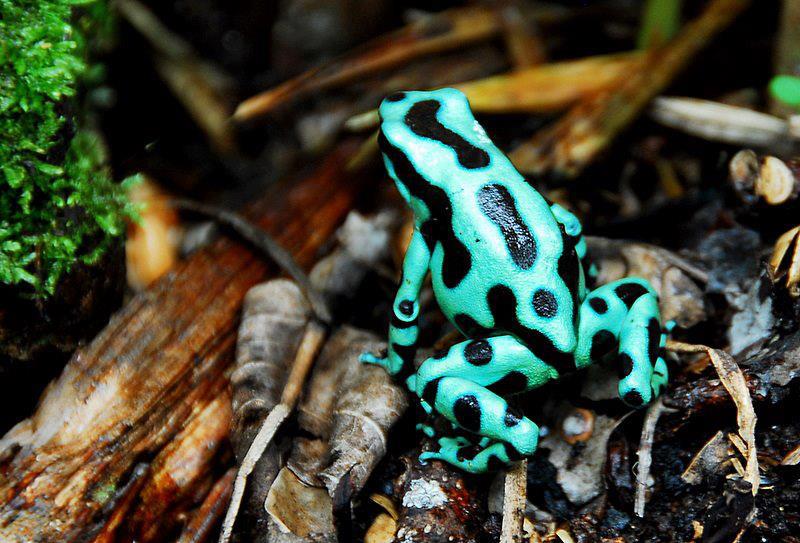 BIOFLAGRANTES* APOSEMATISMO