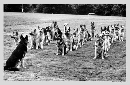 Animals & Pets: German Shepherd Police Training