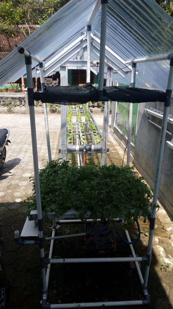 Cara Menanam Sayuran Hidroponik Mudah Dan Murah Tren Menanam