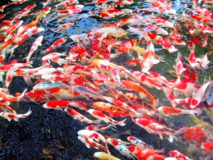 Maksud Tato Ikan Koi | budidaya ikan koi budidayaku Maksud Tato Ikan Koi | budidaya ikan koi budidayaku