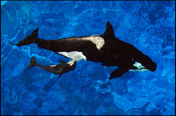 Science: Animals that give birth to their young