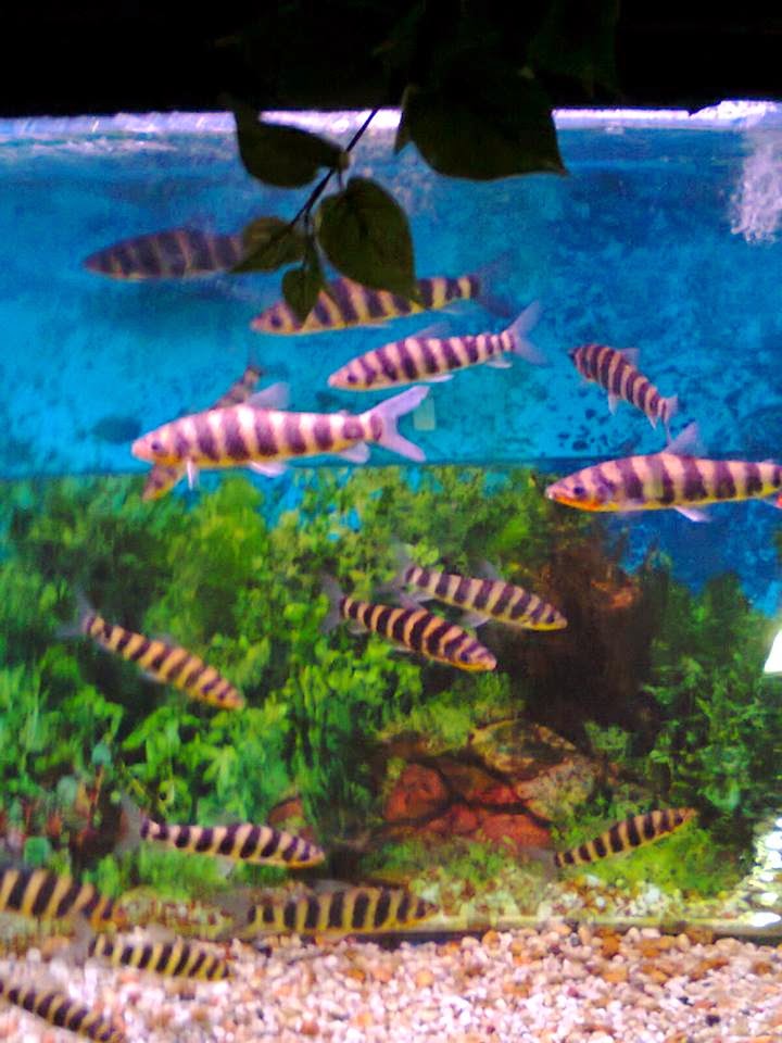 Las Farolas A Living Museum of Ornamental Freshwater Fishes Wazzup