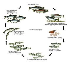 Zoology: fish life cycle